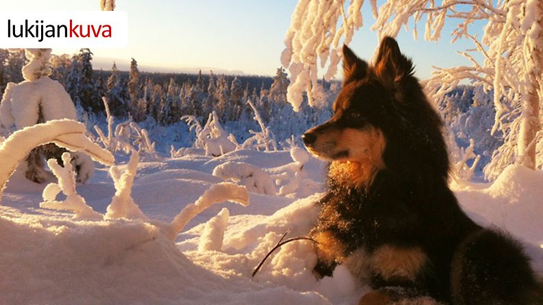 Kyösti-koira nautti aurinkoisesta säästä Rovaniemellä 19. tammikuuta 2013. Lukijan kuva: Anssi Lakela