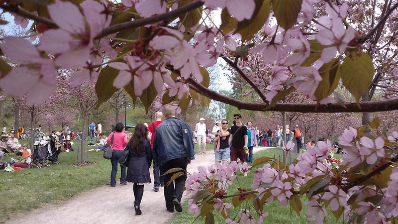 Hanamia eli kirsikkapuiden kukinnan juhlaa vietettiin Roihuvuoren Kirsikkapuistossa Helsingissä 19. toukokuuta 2013.