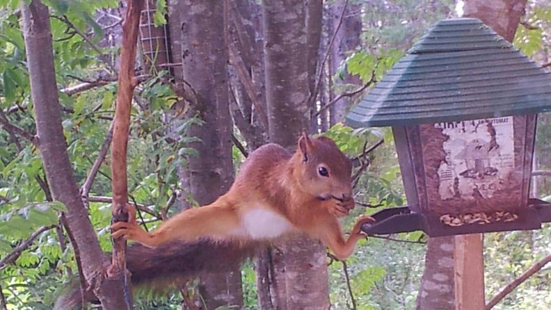Orava ruokailee Kuusamossa 2.8.2012. Kuvaaja  Jere Inget