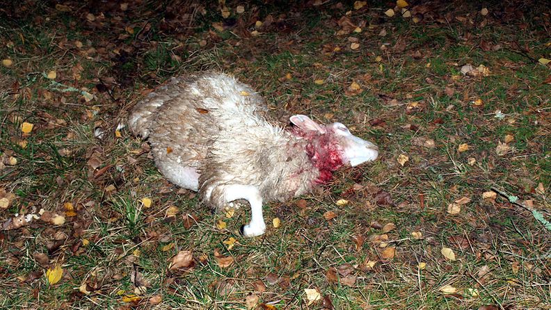 Ilvesperhe tappoi kolme lammasta aitauksessa Espoon Nuuksiossa 14.10.2011.