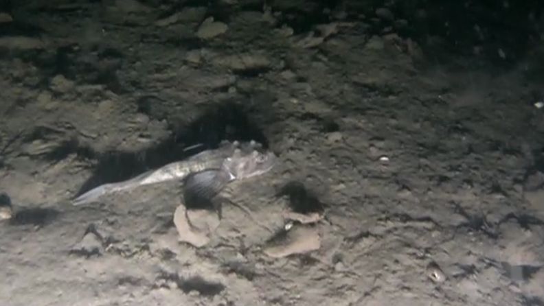 Saaristomeren syvänteitä tutkittu robottikameralla.