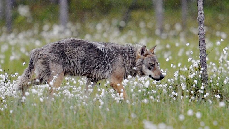 Susi (Canis Lupus) kuvattuna Suomen ja Venäjän välisellä rajavyöhykkeellä Kuhmossa.