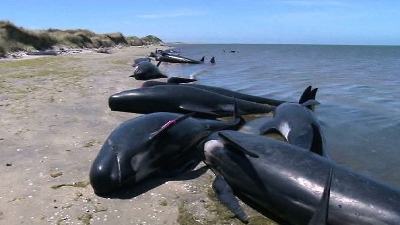 Kuolleet valaat ovat hätkähdyttävä näky Uuden-Seelannin rannikolla.