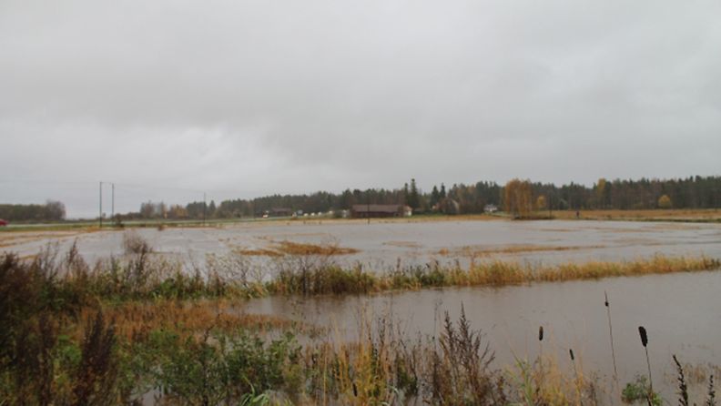 Vesi tulvi pelloille Ilmajoella 6. lokakuuta 2012