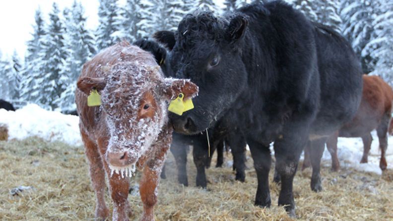 Pahoin kylmettynyt vasikka Teerisaaressa Kontiolahdella 2. helmikuuta 2012. Neljä eläintä kuoli lehmälauman karattua torstaina jäälle Kontiolahdella Pohjois-Karjalassa.