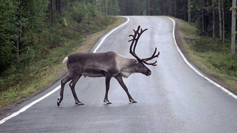Poro ylittää tien Oulangan kansallispuistossa