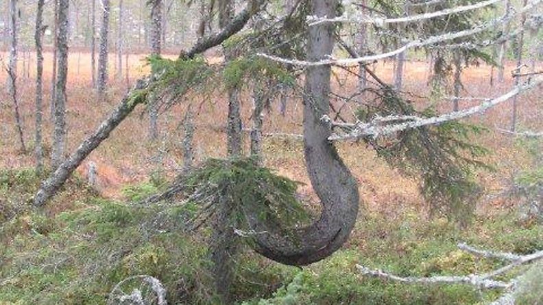 Tällainen kuusi kasvaa Suomussalmella. Lukijan kuva: Soile Hammar. 