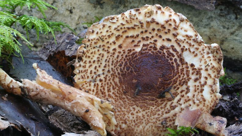 Sipoonkorvesta löytynyt uusi sieni kuuluu metsän karikkeen lahottajasienistöön ja pikku-ukonsienten sukuun. 