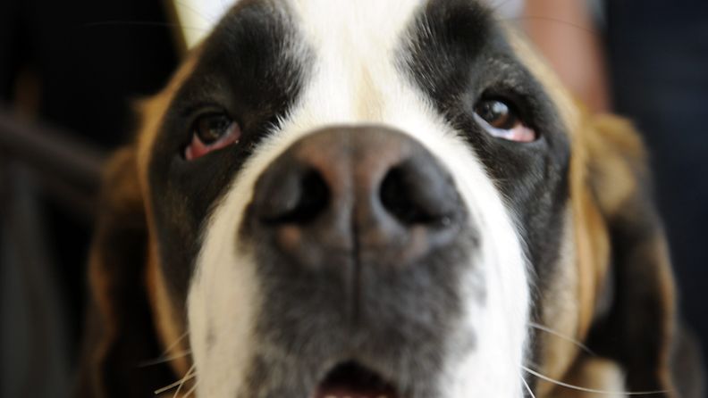 Bernhardinkoira eli bernhardilainen. Kuvan koira ei liity uutiseen! Kuva: Lehtikuva