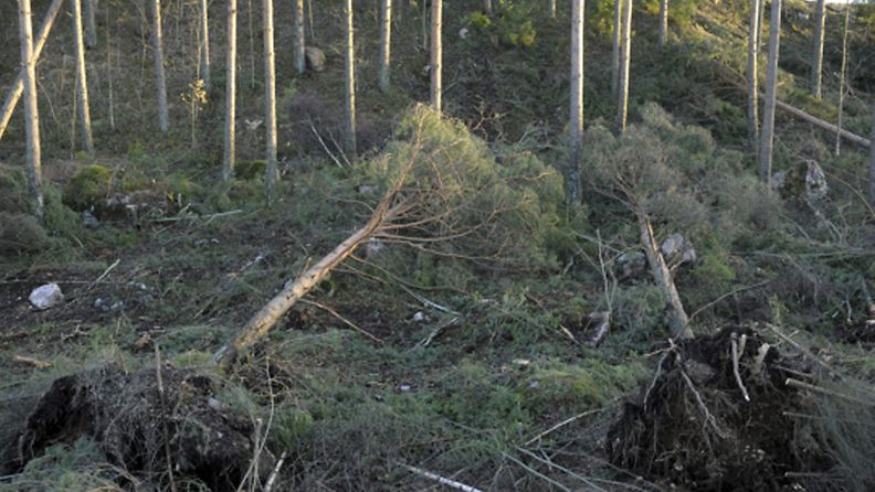 Tapaninpäivän myrskyn kaatamia puita Lohjalla tiistaina 27. joulukuuta 2011. Tapaninpäivän myrsky on aiheuttanut metsänhoitoyhdistysten mukaan laajoja tuhoja ainakin Varsinais-Suomen, Satakunnan ja Länsi-Uudenmaan metsissä.  