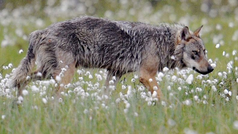 Susi (Canis Lupus) kuvattuna Suomen ja Venäjän välisellä rajavyöhykkeellä Kuhmossa.