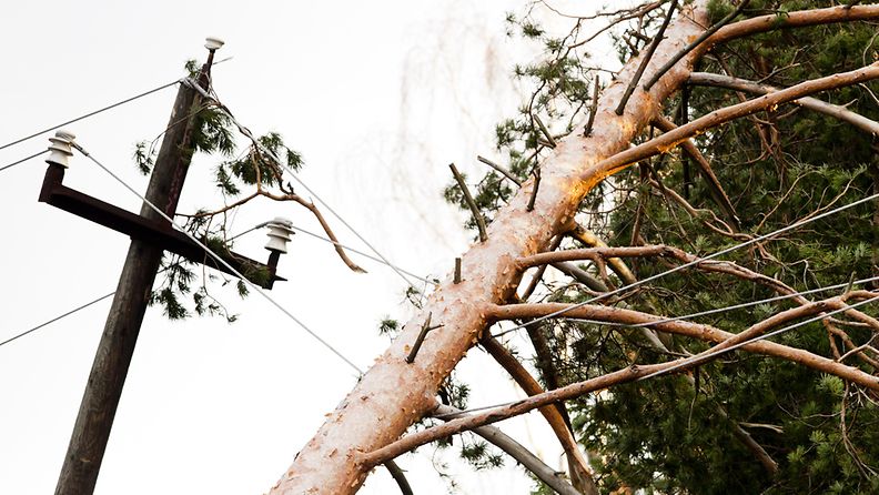 Myrskyn kaatama puu makaa linjojen varassa Espoon Siikajärvellä 27. joulukuuta 2011. Kuva: Lehtikuva