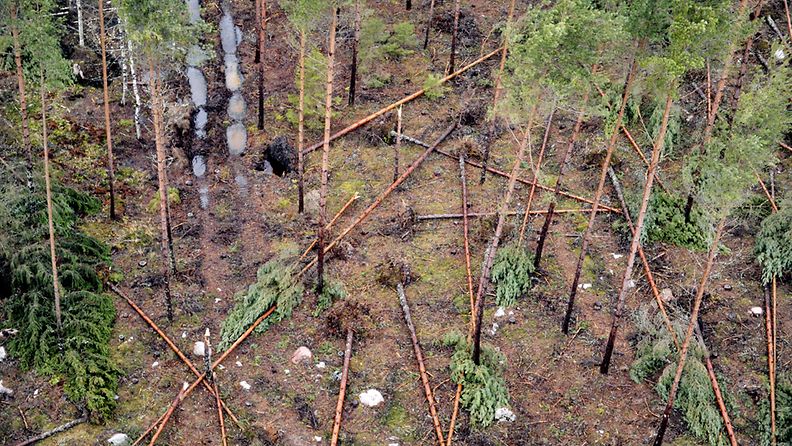 Tapaninpäivän ja Hannun päivän myrskytuhojen korjausta Långvikissä, Kirkkonummella 30. joulukuuta 2011 helikopterista nähtynä. Kaatuneita puita metsässä. 