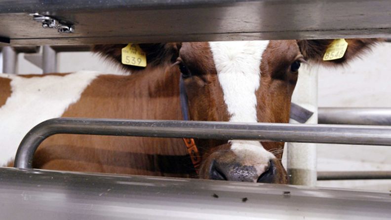 Ayrshire-lehmä jonottaa pääsyä lypsyautomaattiin Suontaan kartanon pihattonavetassa Hattulassa. Kuva: Lehtikuva.