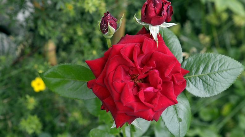 Ingrid Bergman-ruusu puutarhassa.