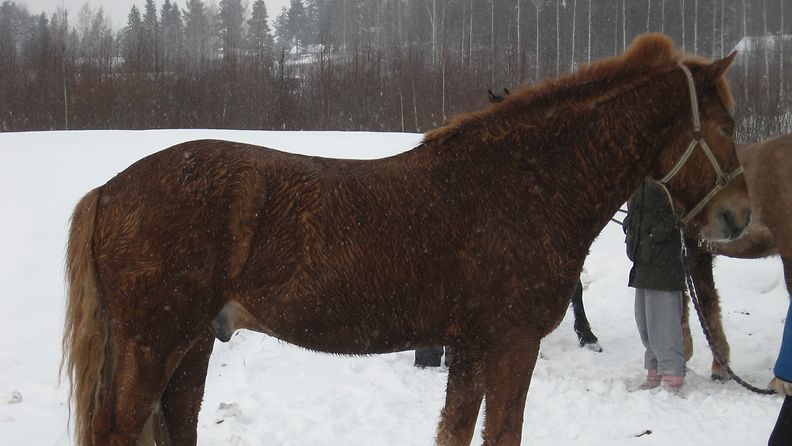 Hieman ennen kello 12 karkasi Kuopion eteläpuolella olevalta ratsastustallilta kymmenen hevosta (Kuva: Liikkuva poliisi)