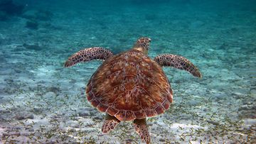 BelizeBarrierReef-turtle