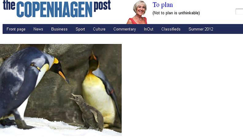 Kaksi pingviinikoirasta onnistui hautomaan poikasen naaraan hylkäämästä munasta tanskalaisessa eläintarhassa. Kuvakaappaus The Copenhagen Postin verkkosivuilta.