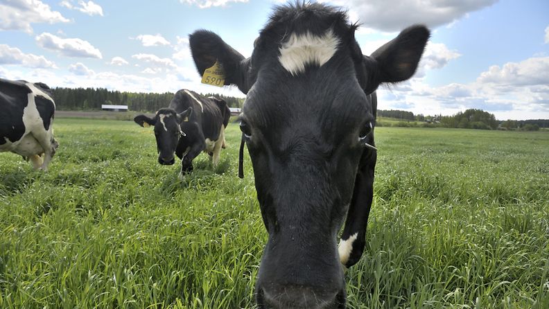 Lehmät laskettiin kesälaitumille Maria Rustaniuksen tilalla Liljendalissa 29. toukokuuta 2012.