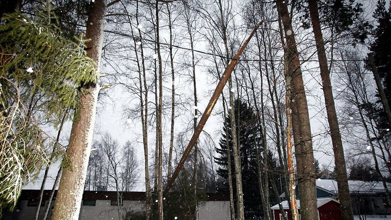 Myrskyn katkaisema puu lepäsi linjojen päällä Juurikastiellä Oulunsalossa.