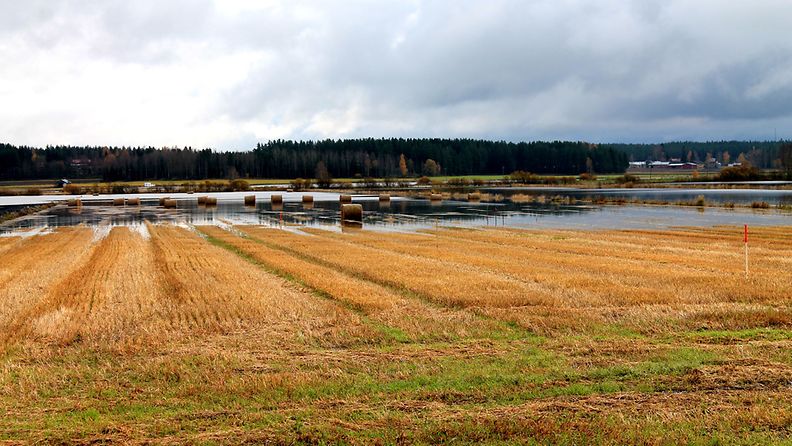 Syystulva sai Kyösti Marttilan pellot veden varaan Jalasjärven Luopajärvellä.