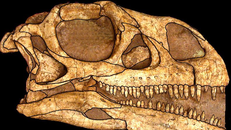 Massospondylus-dinosauruksen pääkalloa säilytetään Etelä-Afrikassa