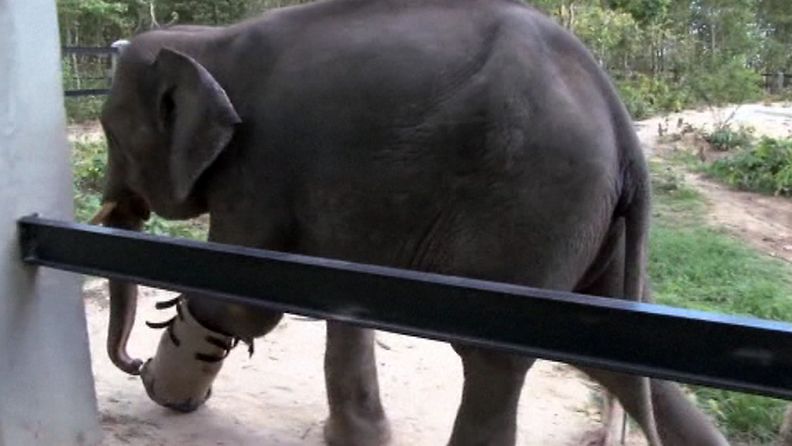 Villieläinpuistossa asuvalle Chhouk-elefantti sai mahdollisuuden uuteen elämään tekoraajan avulla Kambodzassa. Kuvakaappaus AP:n videomateriaalista.