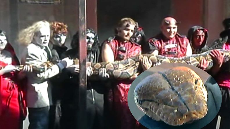 Ottaisitko olkapäälle? 7-vuotias verkkopyton Medusa on todennäköisesti maailman suurin käärme. (Kuva: CNN)