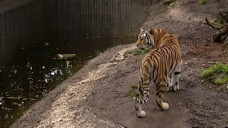 Kuvaa Kööpenhaminan tiikereistä, materiaali kuvattu tänään. Eläintarhan tiikerit tappoivat miehen, joka oli kiivennyt niiden aitaukseen.