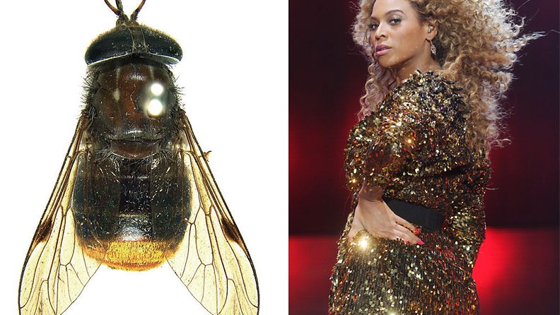 Australiassa kärpäslaji on nimetty poptähti Beyoncen mukaan sen kauniin takamuksen takia. Kuva: CSIRO/Getty Images