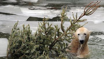 Jääkarhu Knut nauttii kylmistä kylvyistä joulun alla. (EPA)