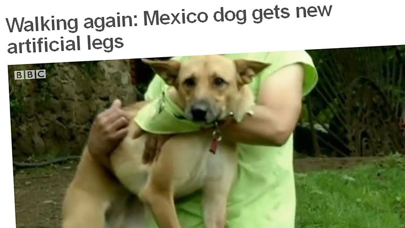 Rikollisjengin julmasti teloma koira sai uudet jalat Meksikossa. Kuvakaappaus BBC:n sivuilta.