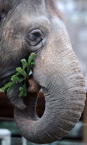 Eläintarhan norsut eivät suinkaan tyydy vain ihastelemaan saamiaan joulukuusia, vaan pistelevät ne tyytyväisenä poskeensa.