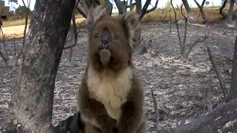 Koala pelastettiin maastopaloista Australiassa. Kuvakaappaus AP:n videomateriaalista.