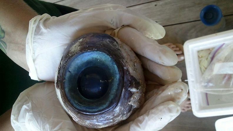 Tämä valtava silmämuna löytyi rannalta Floridasta. Kuva FCW:n Facebook-sivulta. 