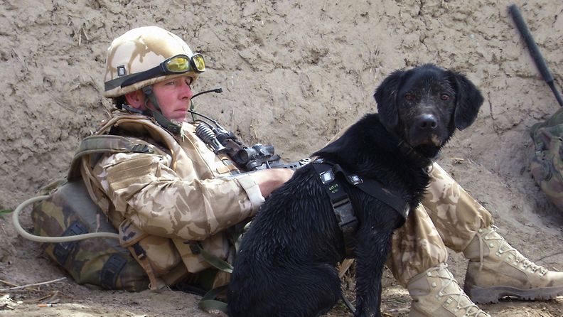 Brittiläinen aseiden etsintään erikoistunut koira Treo kouluttajineen Afganistanissa vuonna 2008.