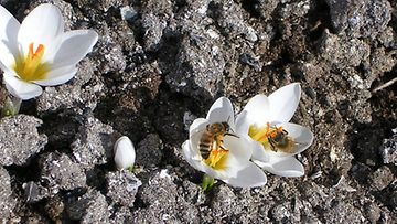 Pääsiäiskuva: Kukat houkuttelivat hyönteisiäkin pääsiäisenä Saarijärvellä. Kuvaaja: Martti Mustonen