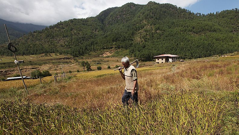 Maanviljeliä riisipellollaan Bhutanin Thimphussa.