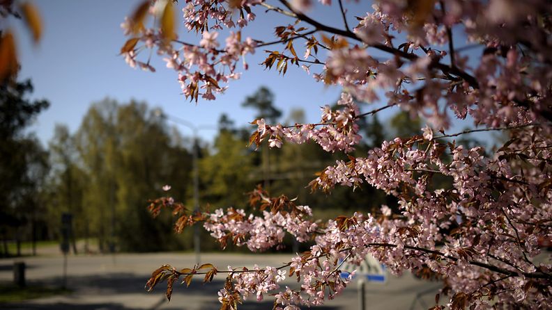 Kirsikkapuut kukkivat Roihuvuoressa Helsingissä.