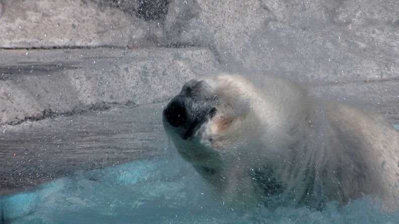 14-vuotias Winner -jääkarhu kuoli jouluna Buenos Airesin eläintarhassa helteen takia. 