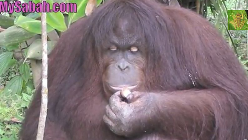 Malesialaisessa luonnonpuistossa asuva Jackie-oranki pistetään laihdutuskuurille. Kuvakaappaus YouTube -videosta.