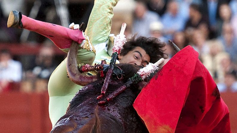 Spanish bullfighter Curro Diaz is gored by a bull during a bullfight at Seville's Fair in Seville, Spain, 07 May 2011. 