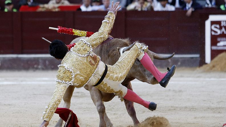 Colombian bullfighter Juan Viriato is tossed by a bull during the bullfight at the Santamaria Bullring in Bogota, Colombia, 14 January 2012.