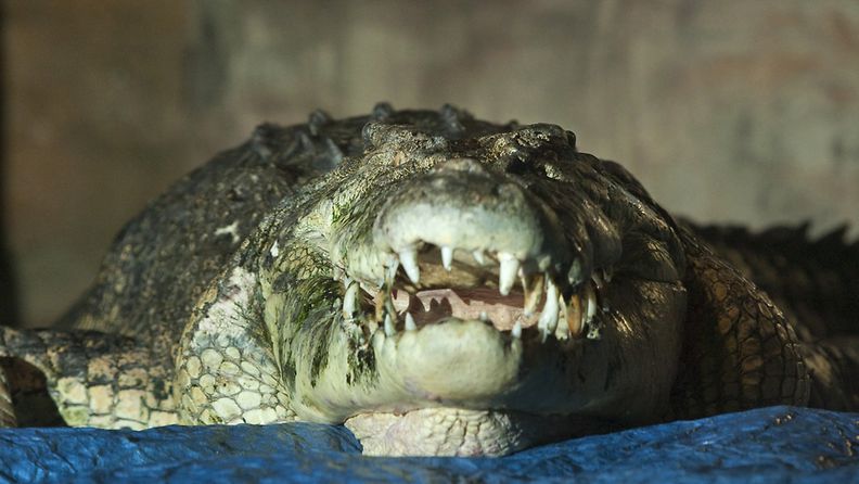 Kuvan krokotiili ei liity uutiseen. Kuvassa Sydneyn Wildlife World-puistossa vuonna 2009 asustanut Rex-krokotiili.
