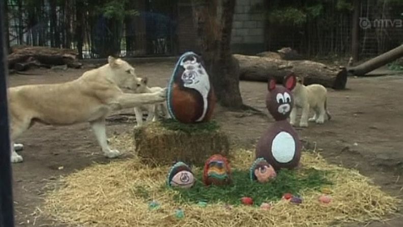 Leijona iloitsee pääsiäisherkuista argentiinalaisessa eläintarhassa. AP