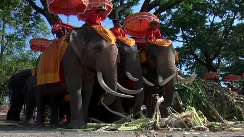 Ayuttahayan elefanttipuisto  avattiin tänään uudelleen kahden kuukauden tulvien jälkeen. Kuva AP:n videomateriaalista.