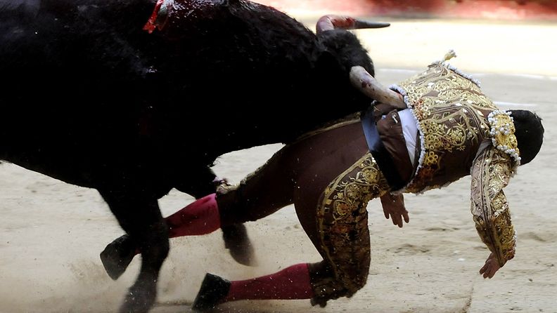 Colombian bullfighter Jose Gomez 'Dinastia' is gored by a bull during a bullfight in La Macarena bullring in Medellin, Colombia, 28 January 2012.