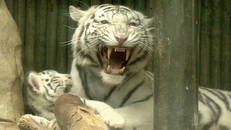 Valkoisen tiikerin pentuja esiteltiin 3.9.2012. Pentujen äiti Surya Bara irvisti kuvaajille.