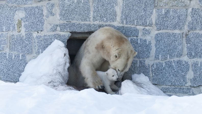Ranua jääkarhunpentu kolmen ja puolen kuukauden ikäisenä. 