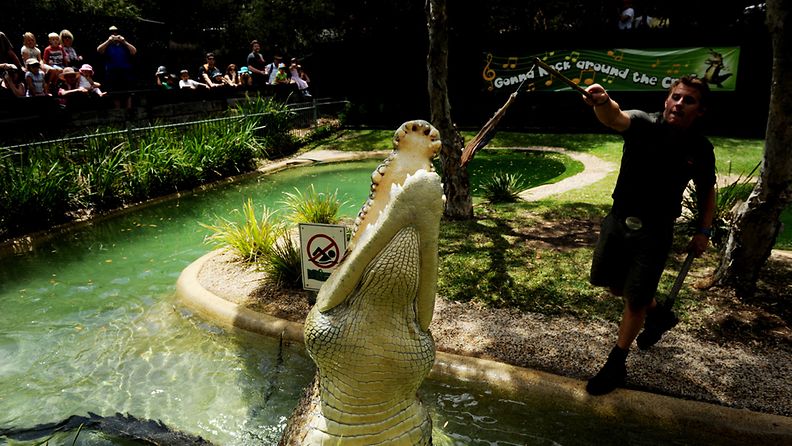 Australialaisessa eläintarhassa elävä Elvis krokotiili iski hampaansa erikoiseen saaliiseen.